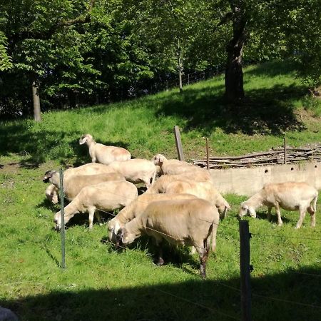 Landhof Ella - Ferienhaus Vor Den Toren Salzburgs Petting Zewnętrze zdjęcie