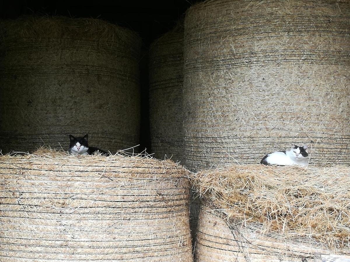 Landhof Ella - Ferienhaus Vor Den Toren Salzburgs Petting Zewnętrze zdjęcie
